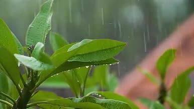 近距离观看雨后植物视频的预览图